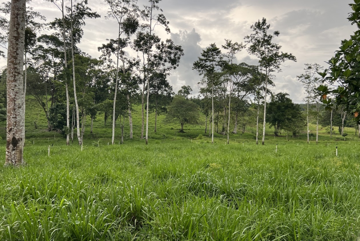 Finca Lechera en Costa Rica